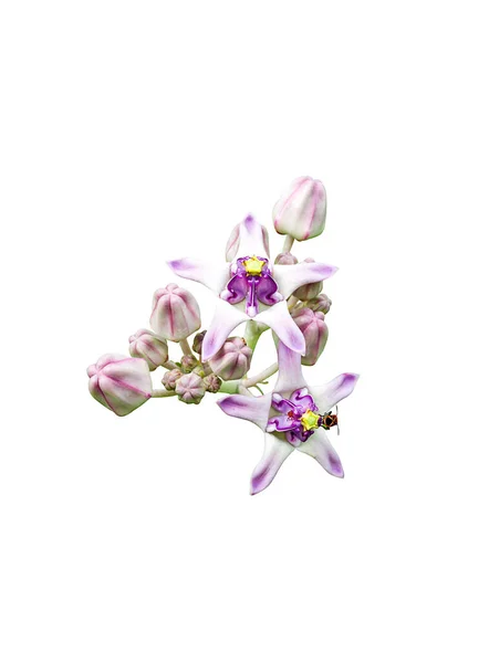 Crown Flower Isolado Fundo Branco — Fotografia de Stock