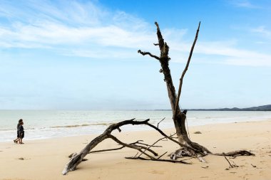 Phang-nga Tayland 'da mavi gökyüzü olan Khao Lak sahilindeki kuru ağaç.