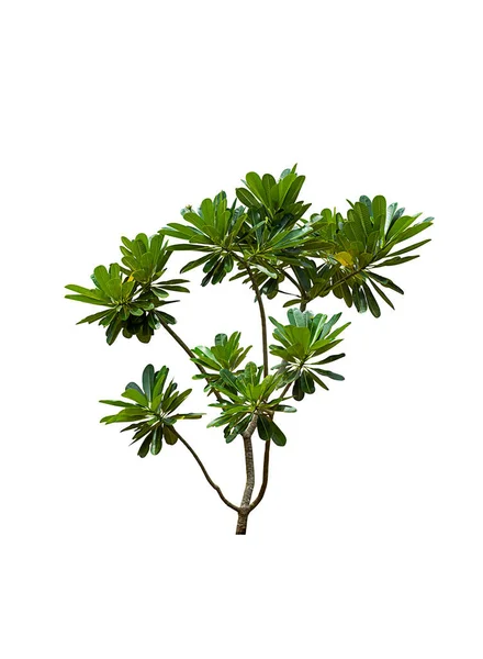 Plumeria Baum Mit Grünem Blatt Isoliert Auf Weißem Hintergrund — Stockfoto