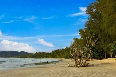 Phang-nga Tayland 'daki Khao Lak plajında mavi gökyüzü olan kuru ağaç.