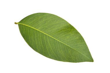 Altın duş Altın duş Puding-boru ağaç yeşil yaprak beyaz arka planda izole