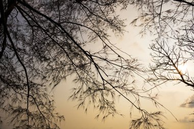 Alacakaranlık vakti ağaç silueti Rawai plajı Phuket Tayland