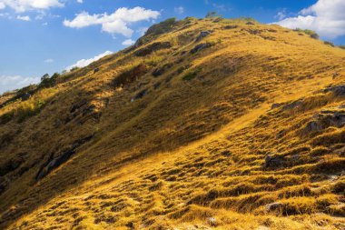 Dry grass on Krating cape hill in summer Phuket Thailand clipart