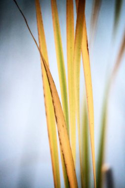 Close Up Reeds in lake Saskatchewan Canada