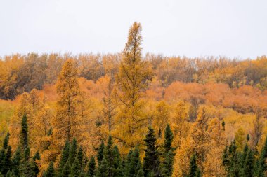 Fall  foliage orange colors in the Canadian Prairies