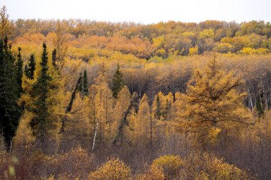 Fall  foliage orange colors in the Canadian Prairies