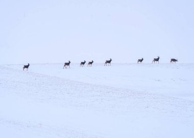 Deer in Winter in Saskatchewan Canada Rural Scene