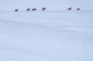 Deer in Winter in Saskatchewan Canada Rural Scene