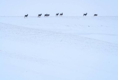 Deer in Winter in Saskatchewan Canada Rural Scene