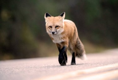 Wild Red Fox in Northern Canada Saskatchewan