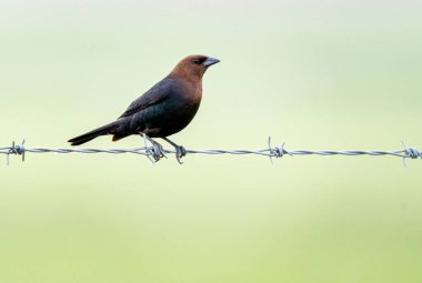 Cow Bird on Wire in Summser Saskatchewan Canada