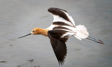 Saskatchewan Kanada Yazı 'nda Kuş Çayırlarından Kaçın
