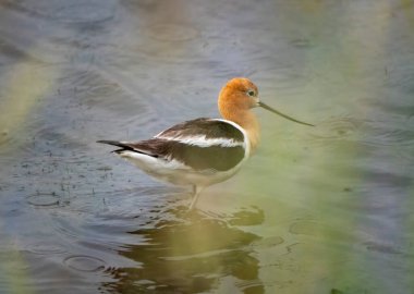 Saskatchewan Kanada Yazı 'nda Kuş Çayırlarından Kaçın