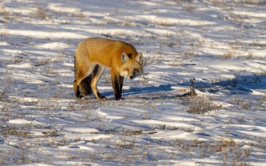 Wild Red Fox in Northern Canada Saskatchewan