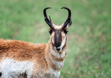 Pronghorn Antelope Prairies Saskatchewan Canada Wild