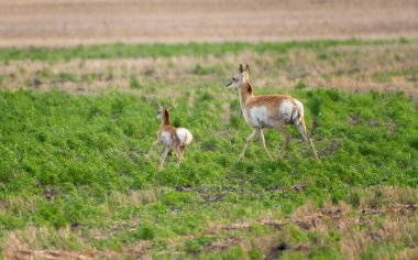 Pronghorn Antelope Prairies Saskatchewan Canada Wild