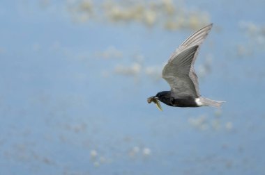 Tern Bird with fish in flight Canada