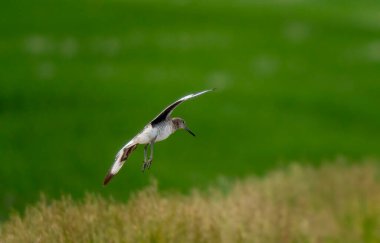 Godwit Bird Prairie in Saskatchewan Canada Wild