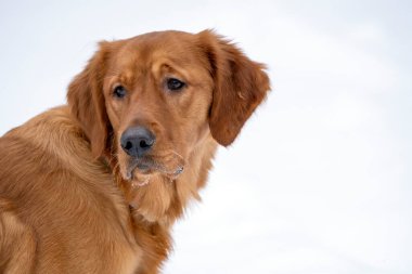 Golden Retreiver Winter in Saskatchewan Canada Red