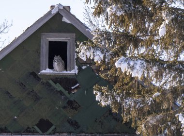 Great Horned Owl in Saskatchewan Canada Prairies