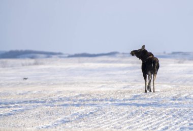 Prairie Moose Winter in Saskatchewan Canada Cold