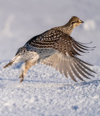 Sharp Tailed Grouse Prairie Scene Saskatchewan Canada clipart