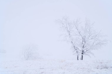 Prairie Winter Scenes rural Saskatchewan Canada Frost
