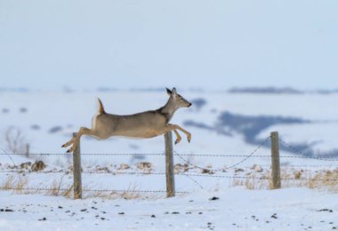 Prairie Winter Scenes rural Saskatchewan Canada Deer Jumping