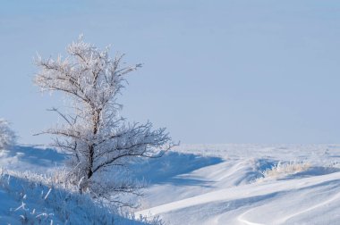 Prairie Winter Scenes rural Saskatchewan Canada Frost