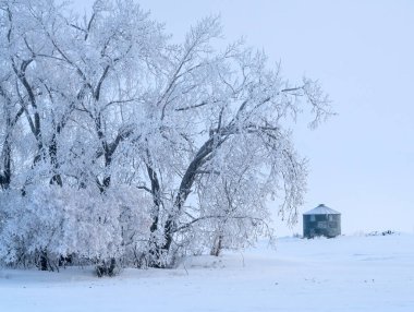 Prairie Winter Scenes rural Saskatchewan Canada Frost