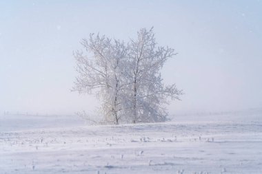 Prairie Winter Scenes rural Saskatchewan Canada Frost