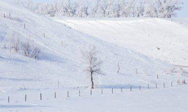 Prairie Winter Scenes rural Saskatchewan Canada Frost