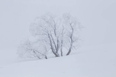 Prairie Winter Scenes rural Saskatchewan Canada Frost
