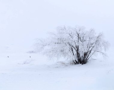 Prairie Winter Scenes rural Saskatchewan Canada Frost