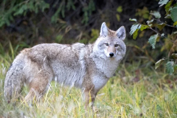 Wild Coyote Prairies Canada Saskatchewan on the hunt