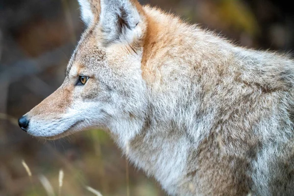Wild Coyote Prairies Canada Saskatchewan on the hunt