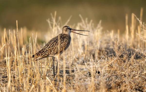 Godwit Bird Prairie Saskatchewan Canada Wild Ліцензійні Стокові Зображення