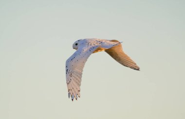Saskatchewan 'da Karlı Baykuş Kışı Güzel Kanada
