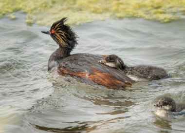 Eared Grebe Canada 'yı Saskatchewan Kanada' da Bebeklerle Gölette