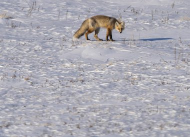Kızıl Tilki Kanada 'yı Kuzey Saskatchewan' da avlıyor 
