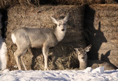 Çayır geyiği Saskatchewan Kanada kırsal manzarası