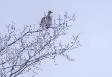 Keskin Kuyruklu Tavuk Kış donuk ağacında
