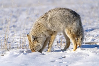 Çayır Çakalı Kanada Saskatchewan kırsalında vahşi bir hayvan