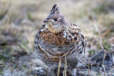 Lek Çiftleşme Dans Ritüeli 'ndeki Rugged Grouse Saskatchewan