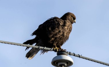 Saskatchewan Kanada 'sında kışın Kırık Bacaklı Şahin