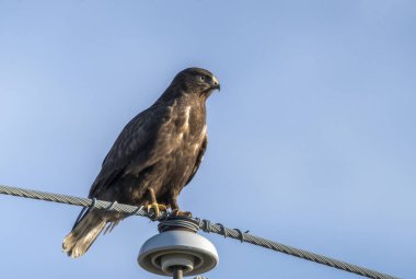Saskatchewan Kanada 'sında kışın Kırık Bacaklı Şahin