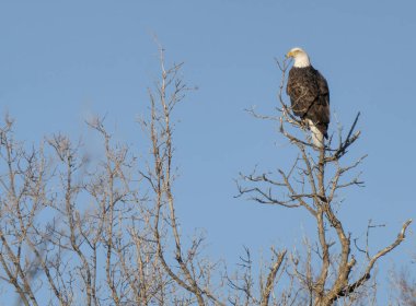 Kanada Kel Kartalı Saskatchewan Kanada 'da Görkemli Kuş