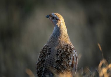 Kekliği Kapat Akşam Işığı Saskatchewan Kanada
