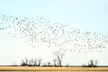 Büyük kar kazları sürüsü tarlaların üzerinde uçuyor.