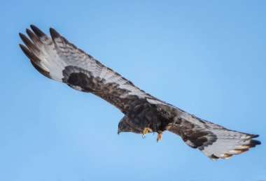 Açık mavi gökyüzünde uçan kaba bacaklı akbaba (buteo lagopus)